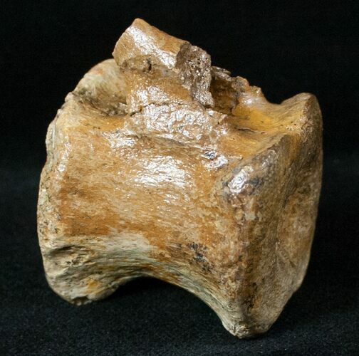 Edmontosaurus (Hadrosaur) Caudal Vertebrae - Montana #13326